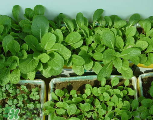 八月份可以種什么菜？八月份適合種植的蔬菜