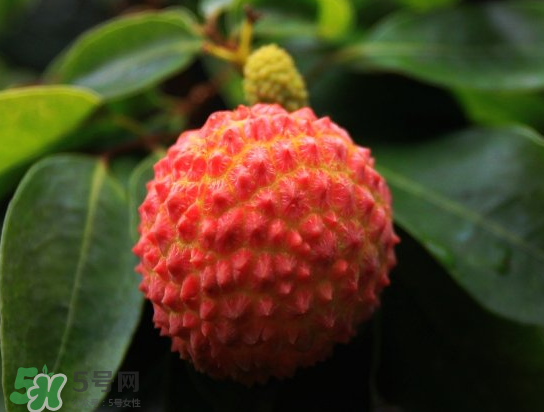 8月份還有荔枝嗎？荔枝幾月份下市？