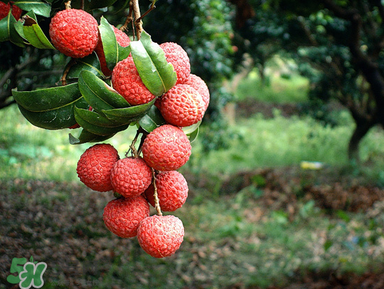 8月份還有荔枝嗎？荔枝幾月份下市？