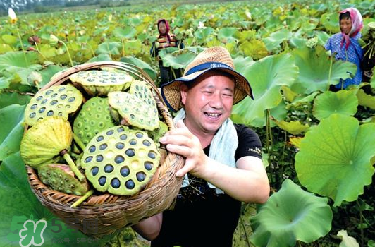 蓮蓬不能和什么同吃？蓮蓬和什么相克？