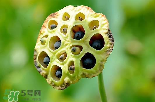 蓮蓬不能和什么同吃？蓮蓬和什么相克？