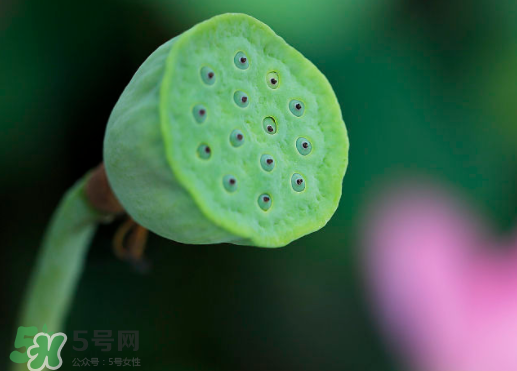 蓮蓬可以放多久？蓮蓬可以放冰箱嗎？