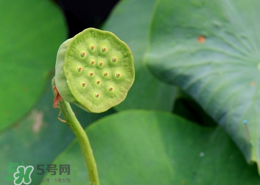 蓮蓬可以放多久？蓮蓬可以放冰箱嗎？