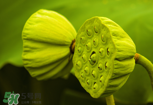 蓮蓬可以放多久？蓮蓬可以放冰箱嗎？