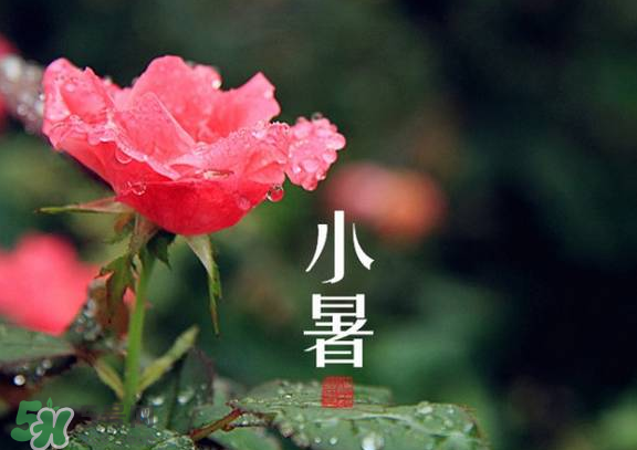 小暑是入伏嗎？小暑是不是入伏？