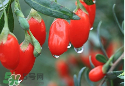 枸杞鮮果怎么保存？枸杞鮮果保鮮期有多久