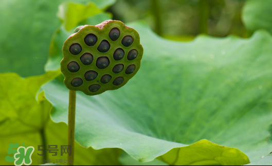 蓮蓬是荷花的什么？蓮蓬是什么意思？