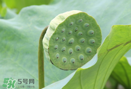 蓮蓬是荷花的什么？蓮蓬是什么意思？