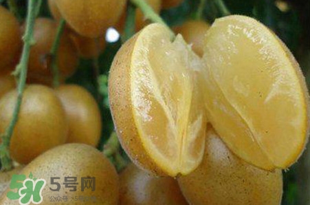 黃皮果品種有哪些？黃皮果哪個品種好吃
