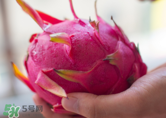 紅心火龍果什么時(shí)候成熟？紅心火龍果什么季節(jié)有？