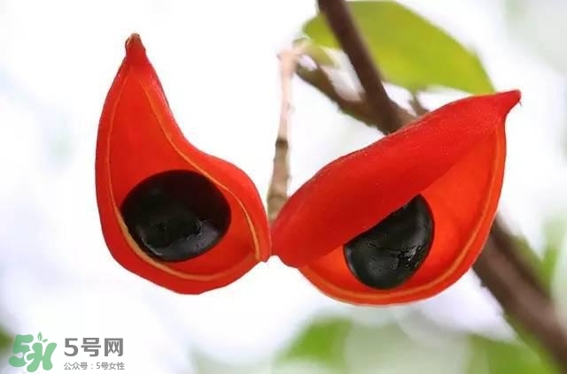 孕婦能吃蘋婆嗎？孕婦吃蘋婆對(duì)胎兒好嗎