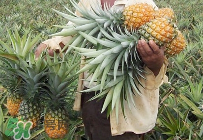 金菠蘿是鳳梨嗎？金菠蘿與普通菠蘿區(qū)別