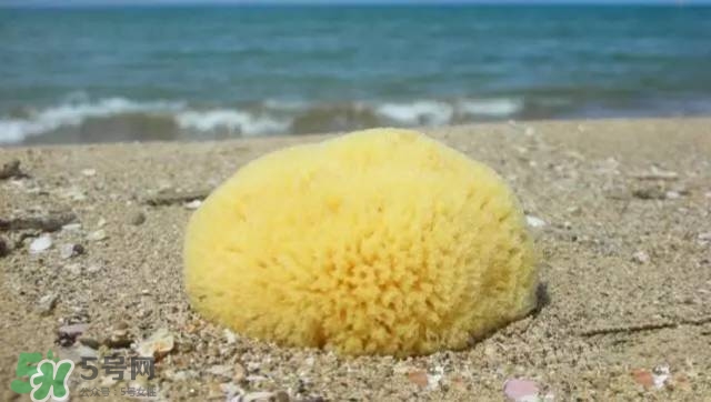 Rosenfeld海綿好用嗎？Rosenfeld海綿怎么樣？