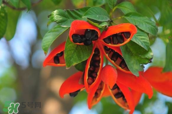 假蘋(píng)婆能吃嗎？假蘋(píng)婆怎么吃？