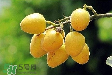 黃皮果品種有哪些？黃皮果哪個品種好吃