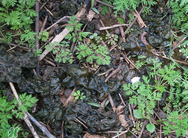 孕婦能吃地耳菜嗎？寶寶能吃地耳菜嗎？