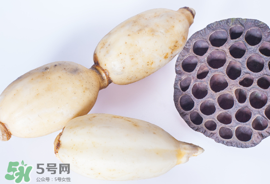 蓮蓬和蓮藕一樣嗎？蓮蓬和蓮藕的區(qū)別