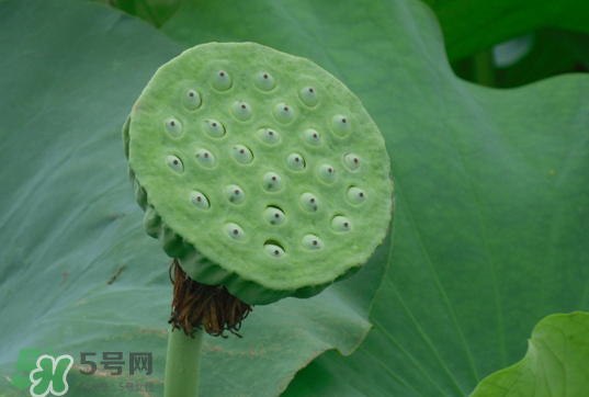 蓮蓬和蓮藕一樣嗎？蓮蓬和蓮藕的區(qū)別