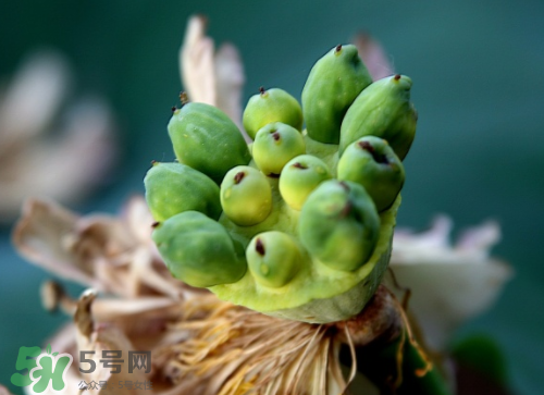 新鮮蓮蓬孕婦能吃嗎？孕婦可以吃新鮮蓮蓬嗎？