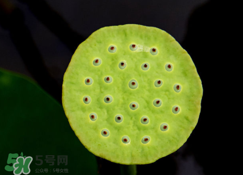 新鮮蓮蓬孕婦能吃嗎？孕婦可以吃新鮮蓮蓬嗎？