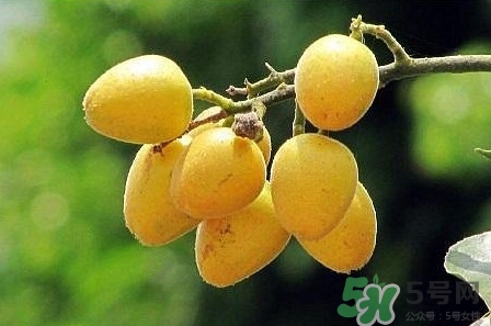 孕婦可以吃黃皮嗎？孕婦吃黃皮有什么好處