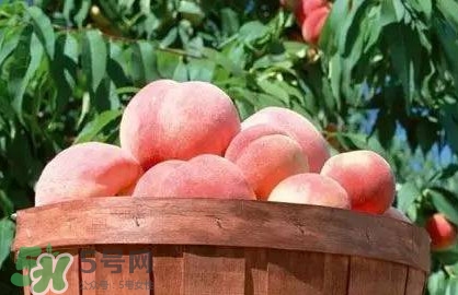 脆桃和軟桃哪個好吃？脆桃跟軟桃有什么區(qū)別？
