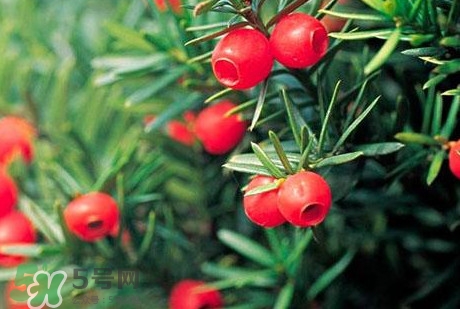 紅豆杉的果實(shí)能吃嗎？紅豆杉都有那些品種？