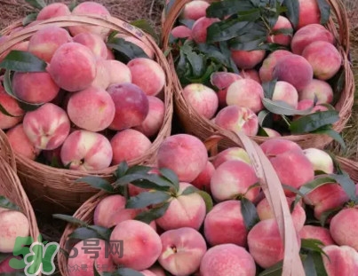 脆桃和軟桃哪個好吃？脆桃跟軟桃有什么區(qū)別？