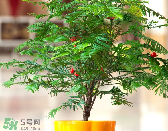 紅豆杉怎么養(yǎng)植？紅豆杉的養(yǎng)殖方法和注意事項(xiàng)