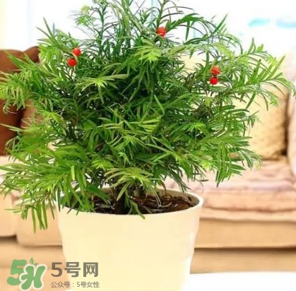 紅豆杉怎么養(yǎng)植？紅豆杉的養(yǎng)殖方法和注意事項(xiàng)