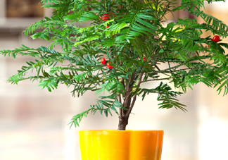 紅豆杉怎么養(yǎng)植？紅豆杉的養(yǎng)殖方法和注意事項
