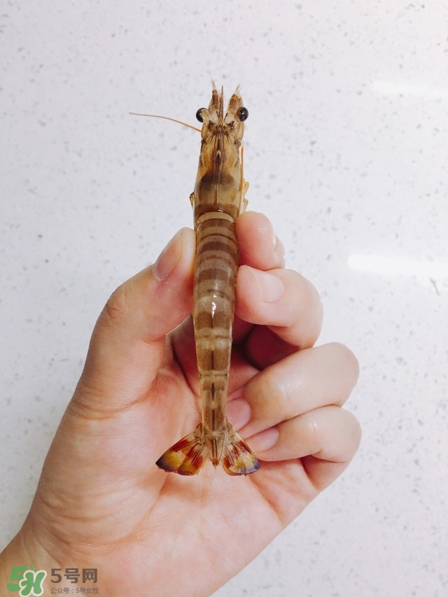 活基圍蝦怎么保存？活基圍蝦怎么處理干凈？