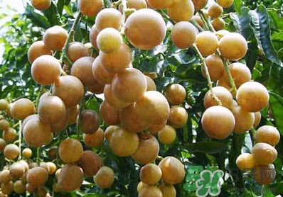 山黃皮就是黃皮果嗎？山黃皮和黃皮果的區(qū)別