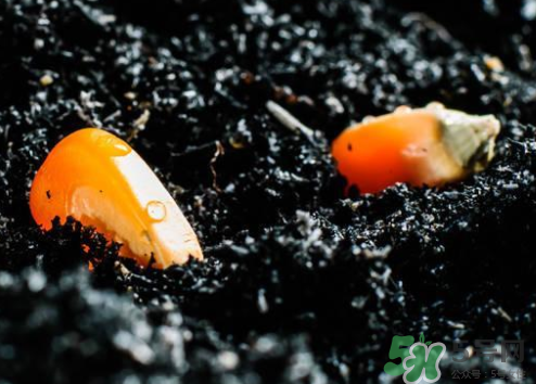 冰糖玉米種子哪里有賣？冰糖玉米種子的銷售地