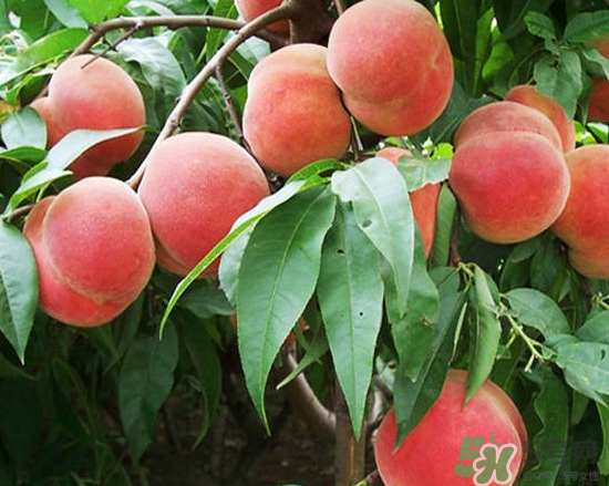 玉米和桃子能一起吃？桃子可以和玉米一起吃嗎？