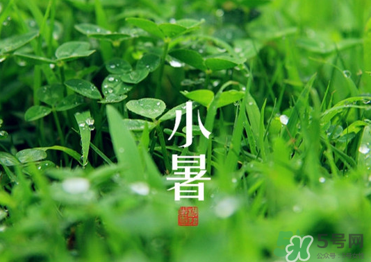 小暑種什么菜？小暑為什么要種牽?；?？