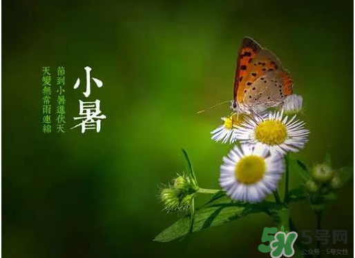 小暑種什么菜？小暑為什么要種牽?；?？