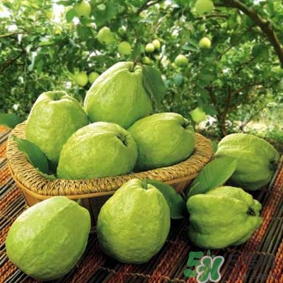 哺乳期可以吃番石榴嗎？哺乳期不能吃什么？