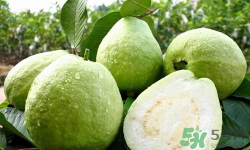 番石榴皮可以吃嗎？番石榴皮的功效與作用