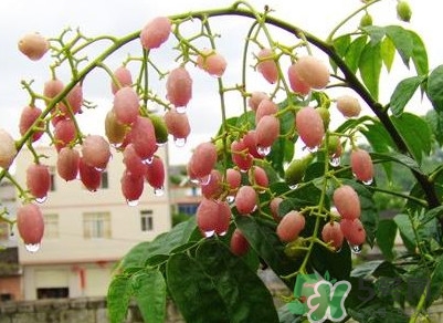 山黃皮怎么做好吃？山黃皮有什么藥用價(jià)值