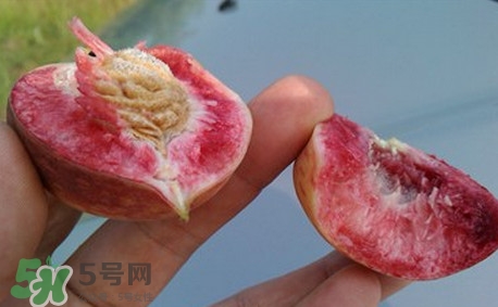 中華血桃什么時(shí)候成熟？中華血桃產(chǎn)地在哪兒