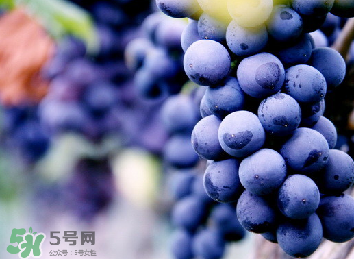 夏黑葡萄幾月成熟？夏黑葡萄幾月份上市？