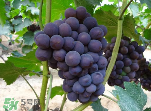 夏黑葡萄多少錢一斤？夏黑葡萄怎么挑選？