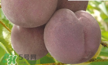 黑桃是什么水果？吃黑桃有什么好處？