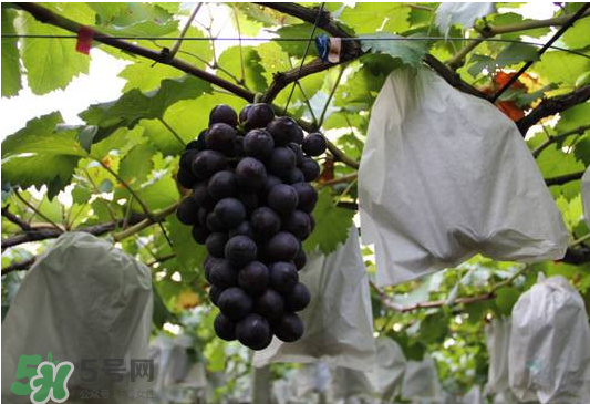 夏黑葡萄怎么洗？夏黑葡萄怎么洗才干凈？