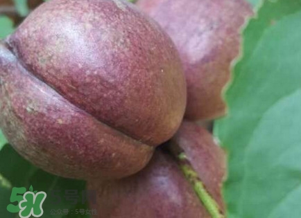 黑桃怎么做好吃？黑桃怎么吃最有營(yíng)養(yǎng)價(jià)值