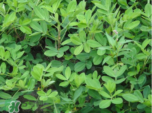 七月份可以種花生嗎？花生七月份可以種植嗎？