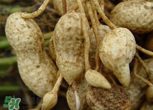 七月份可以種花生嗎？花生七月份可以種植嗎？