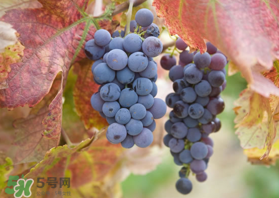 玫瑰香葡萄孕婦能吃嗎？孕婦可以吃玫瑰香葡萄嗎？