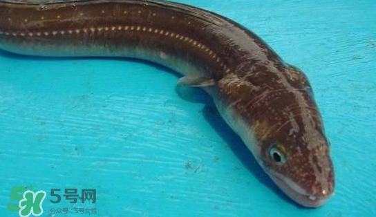 鰻魚(yú)多少錢(qián)一斤？野生鰻魚(yú)多少錢(qián)一斤